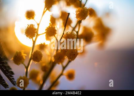 Frühlingsblumen. Mimosa im Sonnenhintergrund, Konzept des Frauentages. Makro- und Nahaufnahme Stockfoto