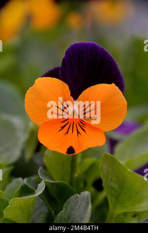 Einzelne Viola Cornuta bewundern Sie die Blume „Orange Purple Wing“ (Horned Pansy), die an einer Grenze in einem englischen Landgarten in Lancashire, England, Großbritannien, angebaut wurde. Stockfoto