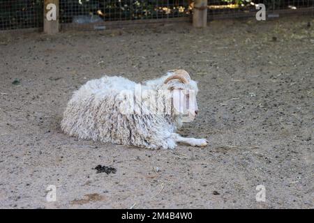 Im Zoo, hinter dem Zaun, ein Schaf mit weißen Locken und Hörnern Stockfoto