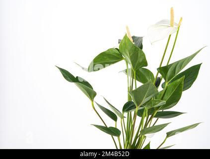 Weißes Anthurium. Topfpflanze auf isoliertem Hintergrund. Speicherplatz kopieren Stockfoto