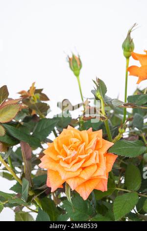 Wunderschöner Tee-Rosenbusch mit Orangenblumen auf abgelegenem Hintergrund. Speicherplatz kopieren Stockfoto