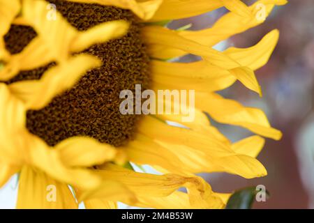 Verwelkende Sonnenblumen, Pflanzen aus nächster Nähe, gelbe verdrehte Blütenblätter, geringe Tiefenschärfe. Stockfoto