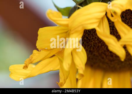 Verwelkende Sonnenblumen, Pflanzen aus nächster Nähe, gelbe verdrehte Blütenblätter, geringe Tiefenschärfe. Stockfoto