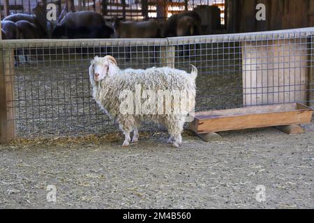 Im Zoo, hinter dem Zaun, ein Schaf mit weißen Locken und Hörnern Stockfoto