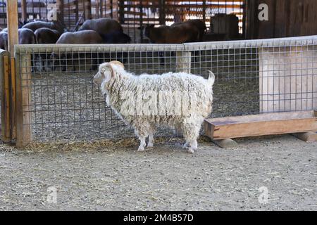 Im Zoo, hinter dem Zaun, ein Schaf mit weißen Locken und Hörnern Stockfoto