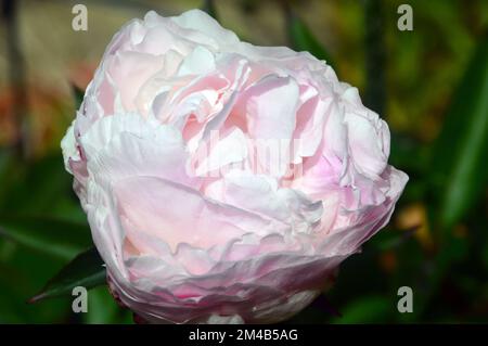 Einzelne große Paeonia lactiflora „Shirley Temple“ (Pfingstrose) Blume, die an einer Grenze in einem englischen Landgarten, Lancashire, England, Großbritannien, angebaut wird. Stockfoto