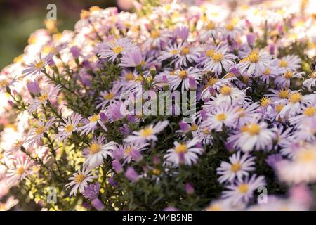 Lila Aster blühen in Blumenbeeten. Stockfoto