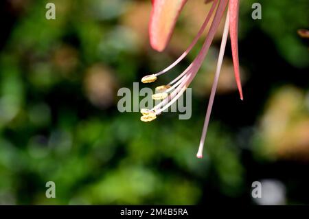 Nahaufnahme Single Pink Amaryllis Hippeastrum (Spider Group) „Sumatra“ Blume, die an einer Grenze in einem englischen Landgarten, Lancashire, England, Großbritannien, gewachsen ist. Stockfoto