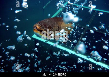 Geheimnisvolle Nahaufnahme eines Unterwassergartens mit Luftblasen und einem Metallkäfig im Hintergrund Stockfoto