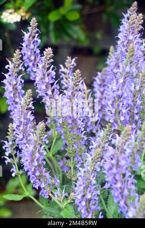 Buschiges Klumpen von Blue Salvia x sylvestris „Blue Hill“ („Blauhugel“ Sage), das in einem englischen Country Garden, Lancashire, England, angepflanzt wurde. Stockfoto