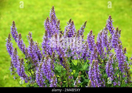 Buschiges Klumpen von Blue Salvia x sylvestris „Blue Hill“ („Blauhugel“ Sage), das in einem englischen Country Garden, Lancashire, England, angepflanzt wurde. Stockfoto