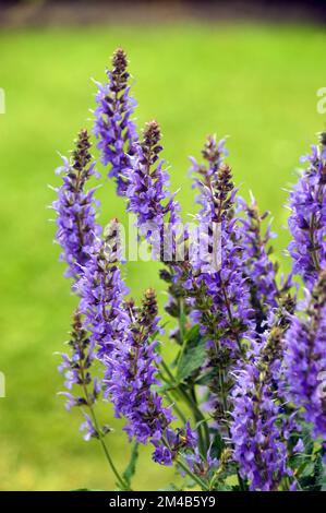 Buschiges Klumpen von Blue Salvia x sylvestris „Blue Hill“ („Blauhugel“ Sage), das in einem englischen Country Garden, Lancashire, England, angepflanzt wurde. Stockfoto