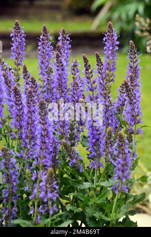 Buschiges Klumpen von Blue Salvia x sylvestris „Blue Hill“ („Blauhugel“ Sage), das in einem englischen Country Garden, Lancashire, England, angepflanzt wurde. Stockfoto