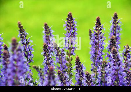 Buschiges Klumpen von Blue Salvia x sylvestris „Blue Hill“ („Blauhugel“ Sage), das in einem englischen Country Garden, Lancashire, England, angepflanzt wurde. Stockfoto