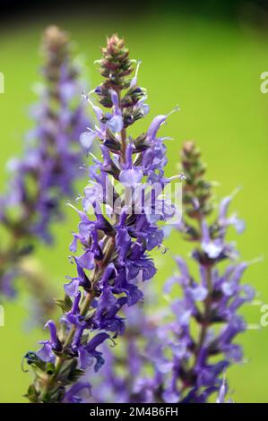 Buschiges Klumpen von Blue Salvia x sylvestris „Blue Hill“ („Blauhugel“ Sage), das in einem englischen Country Garden, Lancashire, England, angepflanzt wurde. Stockfoto