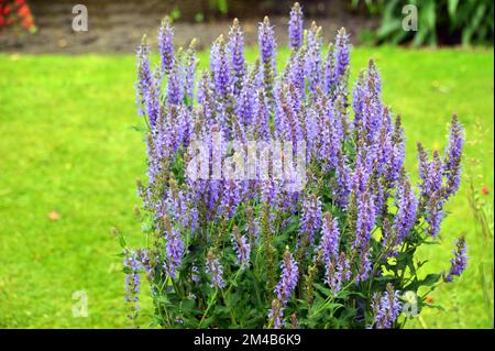 Buschiges Klumpen von Blue Salvia x sylvestris „Blue Hill“ („Blauhugel“ Sage), das in einem englischen Country Garden, Lancashire, England, angepflanzt wurde. Stockfoto