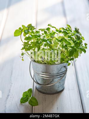 Mikrogrünes Basilikum in einem Metallgefäß auf weißem Holzhintergrund. Das Konzept der bewussten Ernährung, der vegetarischen Nahrung Stockfoto