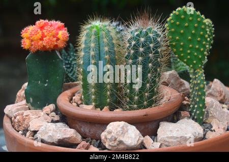 Terrakotta-Schüssel mit einer Vielzahl kleiner Kaktuspflanzen auf einem Terrassentisch in einem englischen Landgarten in Lancashire, Großbritannien. Stockfoto