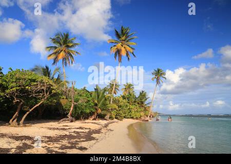 Guadeloupe Sandstrand. Karibische Urlaubslandschaft. Strand Bois Jolan (Plage de Bois Jolan). Stockfoto