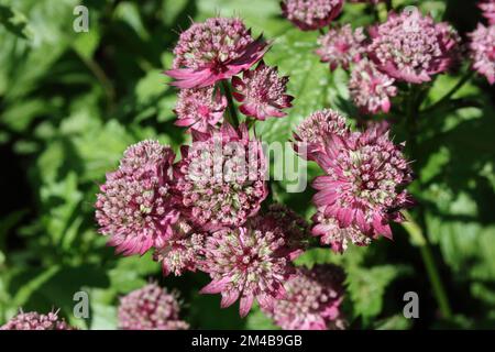 Masterwort (Astrantia major „Rubra“) Stockfoto