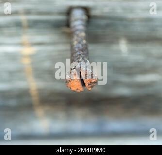 Eine rostige Schraube, die in eine Holzwand geschraubt wurde Stockfoto