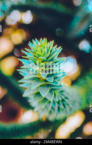 Nahaufnahme des grünen Zweigs Araucaria araucana, des Affen-Puzzle-Baums, des Affenschwanzbaums oder der chilenischen Kiefer im öffentlichen Stadtpark Stockfoto