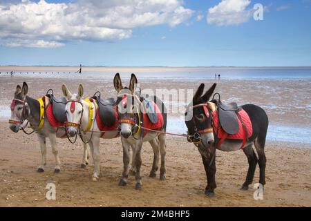 Vier Esel, die bereit sind, am Strand von cleethorpes an der Küste von Lincolnshire mitzufahren Stockfoto