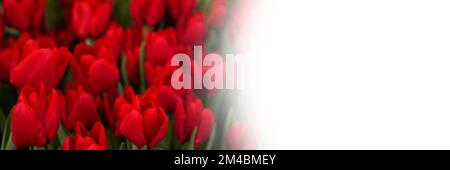 Grußkarte mit roten Tulpen und Platz für Text Stockfoto