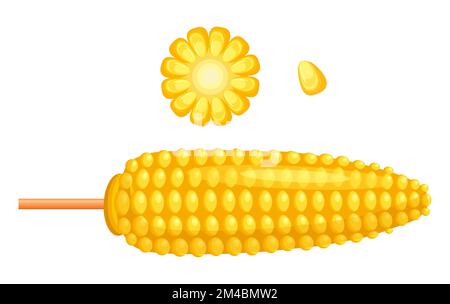 Vektormais im Cartoon-Stil. Maiskolben oder Maiskolben, auf weißem Hintergrund hervorgehoben. Stock Vektor