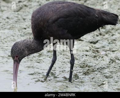 puna ibis (Plegadis ridgwayi) sondiert den Schlamm in einem flachen Teich mit seinem langen gebogenen Schirm auf wirbellose Tiere. Stockfoto