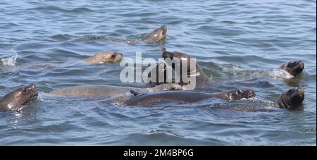 Junge und weibliche südamerikanische Seelöwen (Otaria flavescens) in der Bucht von Pisco erforschen hoffentlich ein ankommendes Boot. El Chaco, Paracas. Peru Stockfoto