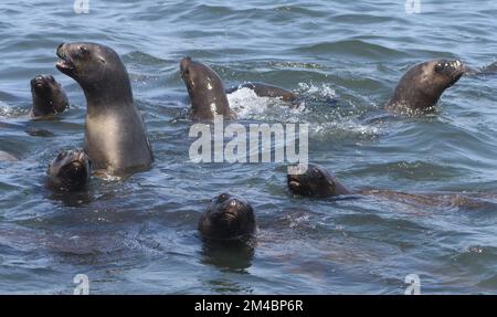 Junge und weibliche südamerikanische Seelöwen (Otaria flavescens) in der Bucht von Pisco erforschen hoffentlich ein ankommendes Boot. El Chaco, Paracas. Peru Stockfoto