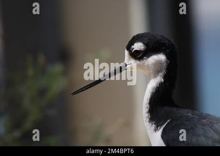 Nahaufnahme des Schwarzhalsstiels (Himantopus mexicanus) in Monterey, Kalifornien. Stockfoto