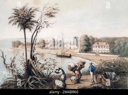 Eine Baumwollplantage am Mississippi. Ein Aufseher mit einer Peitsche überwacht Sklaven beim Baumwollpflücken und beim Tragen von Baumwollkörben. Nach einem Werk Mitte des 19.. Jahrhunderts von Henry Lewis. Stockfoto