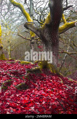 Natur, Landschaft, Jahreszeit, Wald, Outdoor, Himmel, Hintergrund, Baum, Holz, schön, Licht, Aussicht, Tanne, landschaftlich, Jahr, Wetter, Wunderland, Wandern, Stockfoto