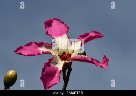 Die besondere rosa-weiße Blüte des Kapok Stockfoto