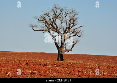 Der Baum ist allein und trocken inmitten eines Feldes aus roter Erde Stockfoto