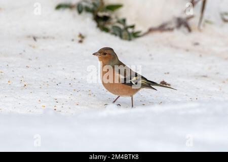Male Common Chaffinch (Fringilla coelebs), Inverurie, Aberdeenshire, Schottland, Vereinigtes Königreich Stockfoto