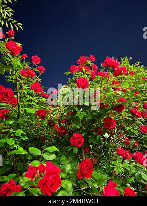 Wunderschöne rote Rosen unter dem Nachthimmel Stockfoto