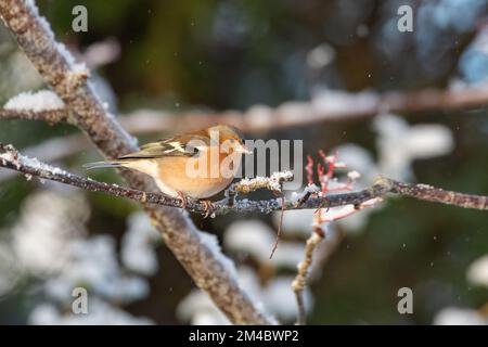 Männliche Schaffinch (Fringilla coelebs) im Schnee, Inverurie, Aberdeenshire, Schottland, Großbritannien Stockfoto