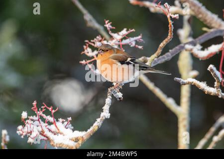 Männliche Schaffinch (Fringilla coelebs) im Schnee, Inverurie, Aberdeenshire, Schottland, Großbritannien Stockfoto