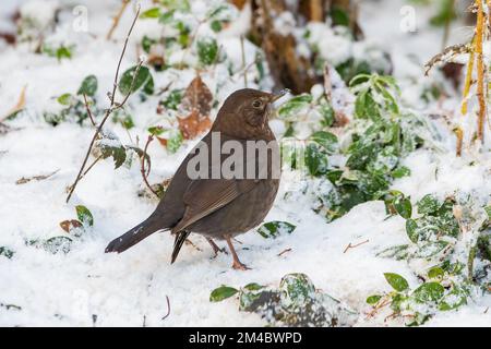 Weibliche Amsel (Turdus merula) im Schnee, Inverurie, Aberdeenshire, Schottland, Vereinigtes Königreich Stockfoto