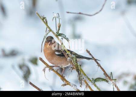 Male Common Chaffinch (Fringilla coelebs), Inverurie, Aberdeenshire, Schottland, Vereinigtes Königreich Stockfoto