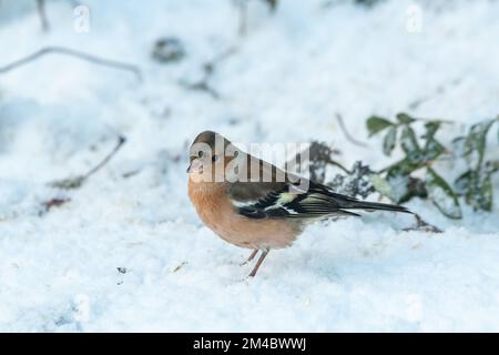 Male Common Chaffinch (Fringilla coelebs), Inverurie, Aberdeenshire, Schottland, Vereinigtes Königreich Stockfoto