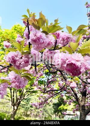 Doppelte Kirschblüten im Park an einem Frühlingstag Stockfoto