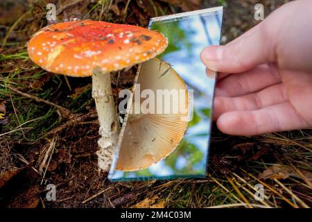 Niederlande, mit einem Spiegel werden die Sporen eines Fliegenpilzes sichtbar. Stockfoto