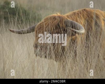Niederlande, eine Highland-Kuh im Nationalpark Süd-Veluwe. Stockfoto