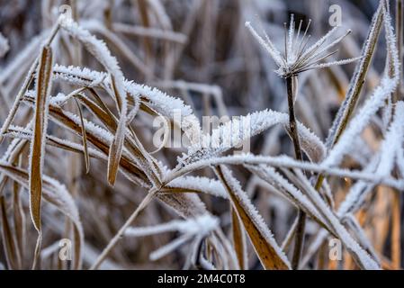 Den Helder, Niederlande. Dezember 2022. Reed mit Heiserfrost bedeckt. Hochwertiges Foto Stockfoto