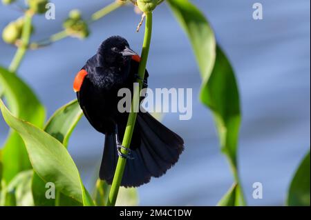 Rotflügelschwarzer Vogel (Agelaius phoeniceus), männlich, hoch oben auf Schilf, Lake Apopka, Florida, USA. Stockfoto