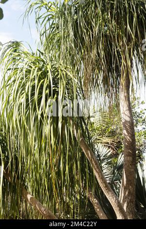 Beaucarnea recurvata - Pferdeschwanzpalme. Stockfoto